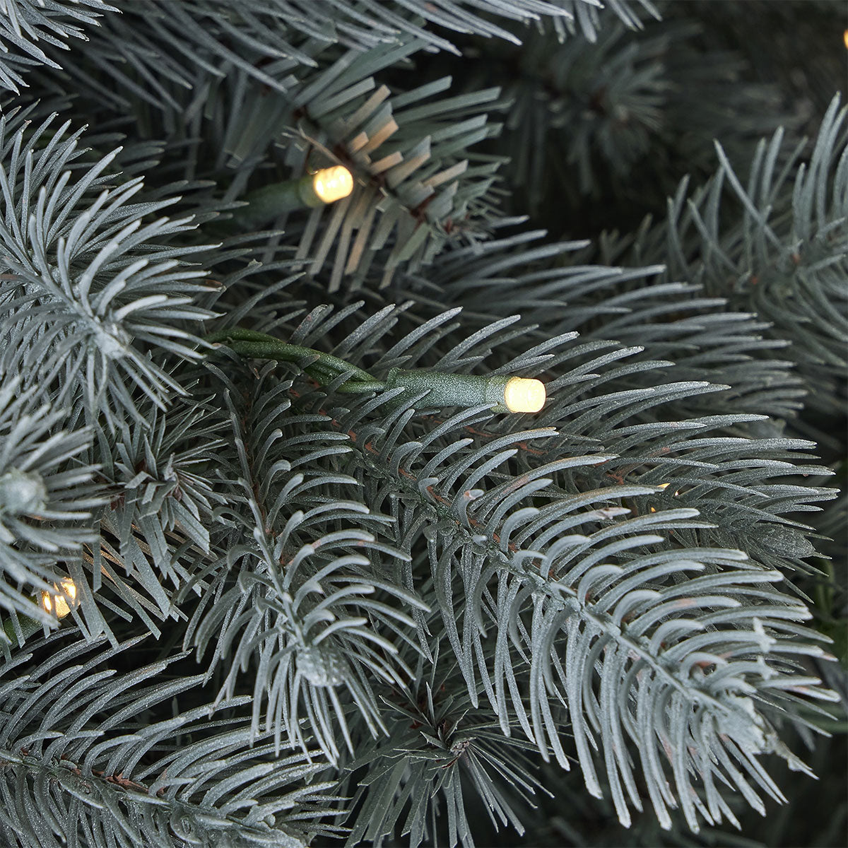 7,5 ft Blauwspar kerstboom