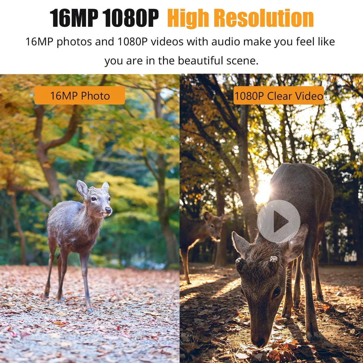 1080P Nachtzicht Wildcamera