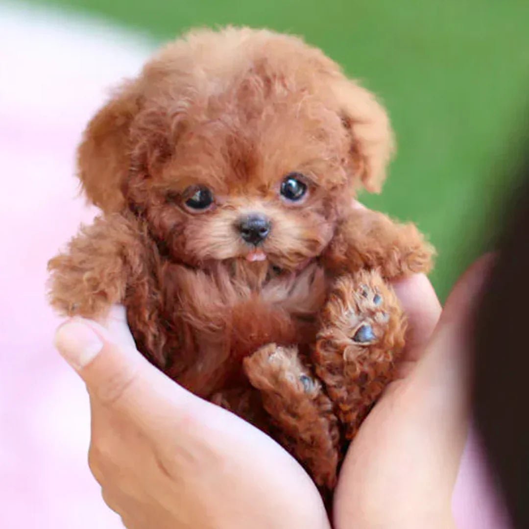 Touch-Activated Robotic Stuffed Animal Puppy Toy Responds to Petting Moves Head and Tail Battery Powered Companion for Kids Elderly Dementia | Thomler