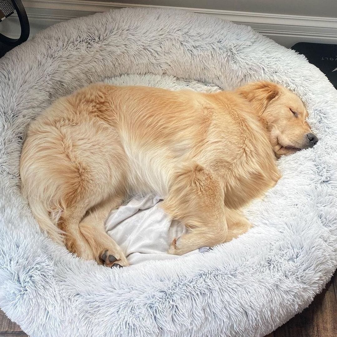 Round Plush Pet Bed with Raised Rim for Dogs & Cats | Anti-Anxiety Donut Cushion for Small Medium Large Pets | Machine Washable