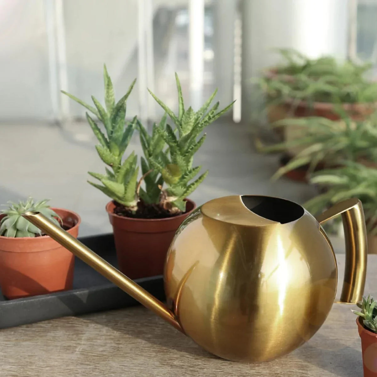 Metal Indoor Plant Watering Pitcher 11 in Diameter Long Spout Rust-Resistant Houseplant Tool Home Garden Container for Succulents Flowers | Thomler