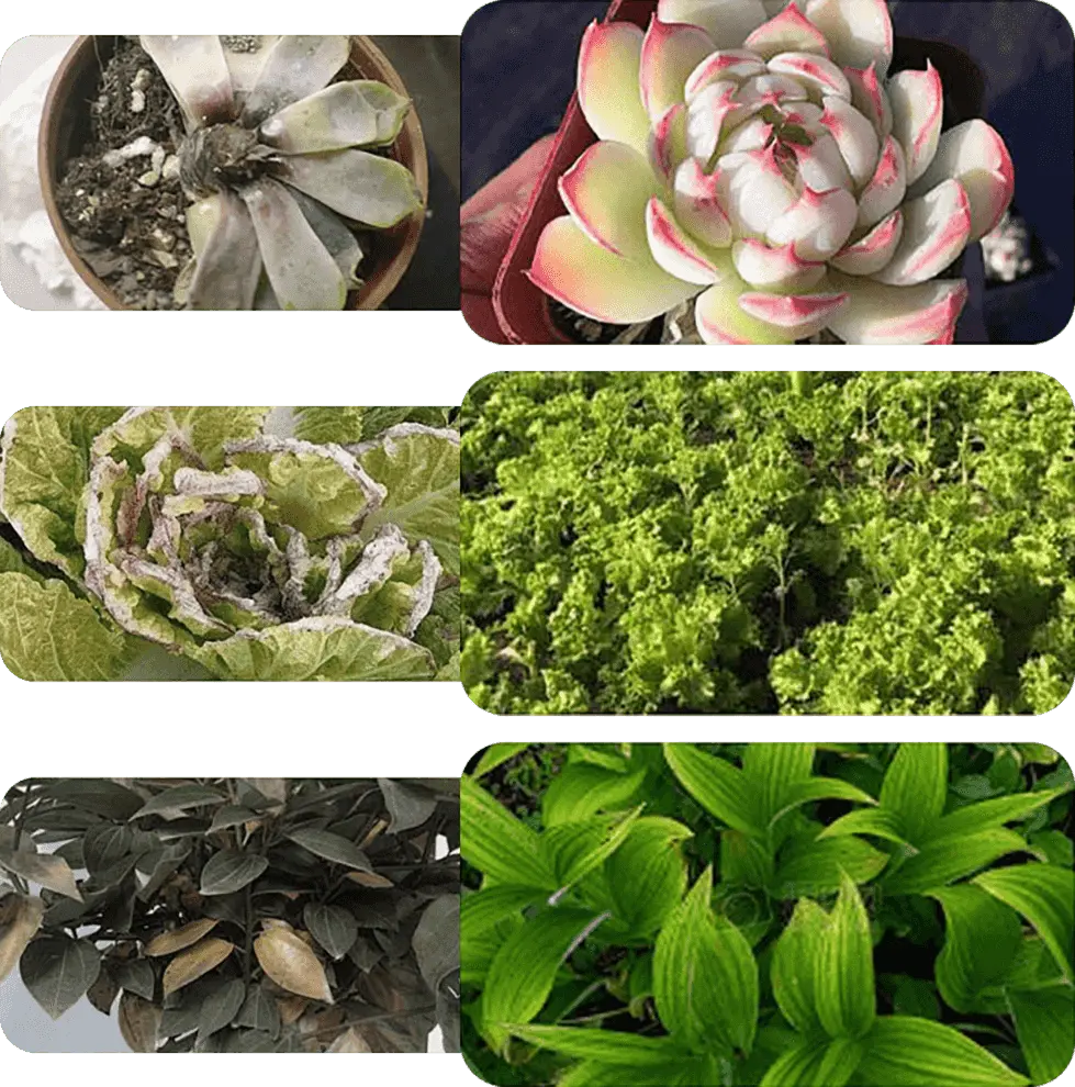 Liquid Plant Growth Booster for Stronger Roots & More Blooms – Indoor Outdoor Fertilizer for Houseplants Vegetables Herbs Succulents Fruit T | Thomler