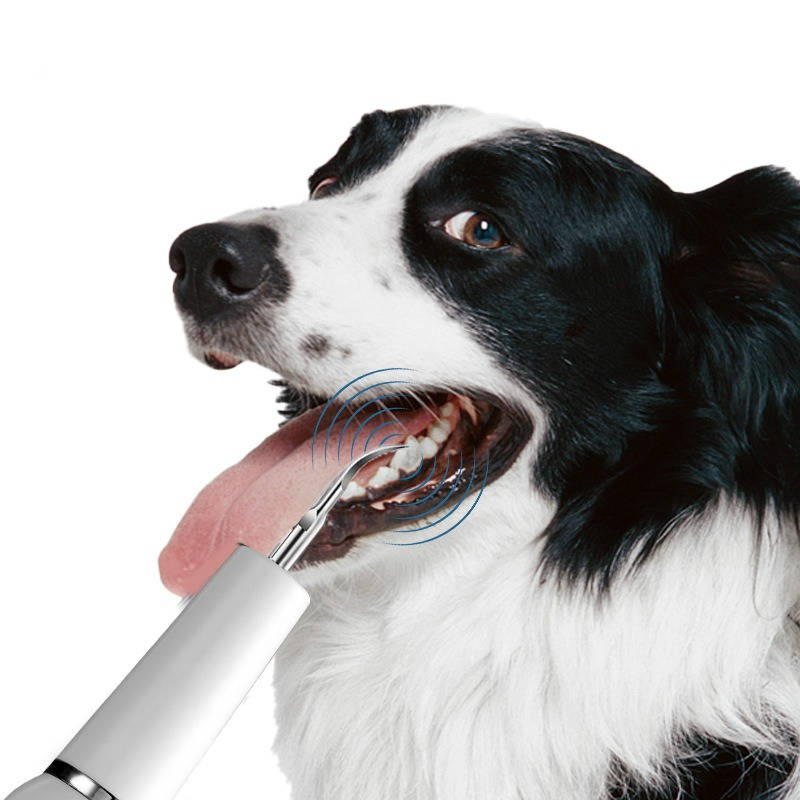 Verwijderaar voor tandplak en tandsteen bij honden voor thuisgebruik