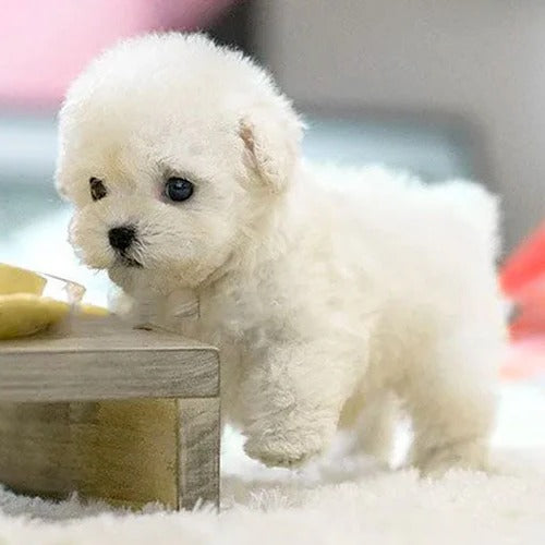Realistisch interactief pluche puppy-speelgoed