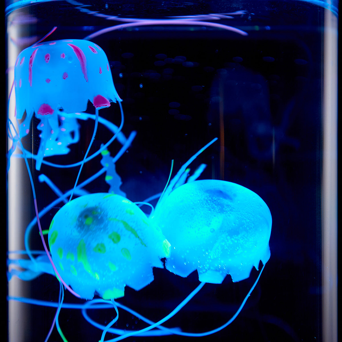 Kwallenaquarium