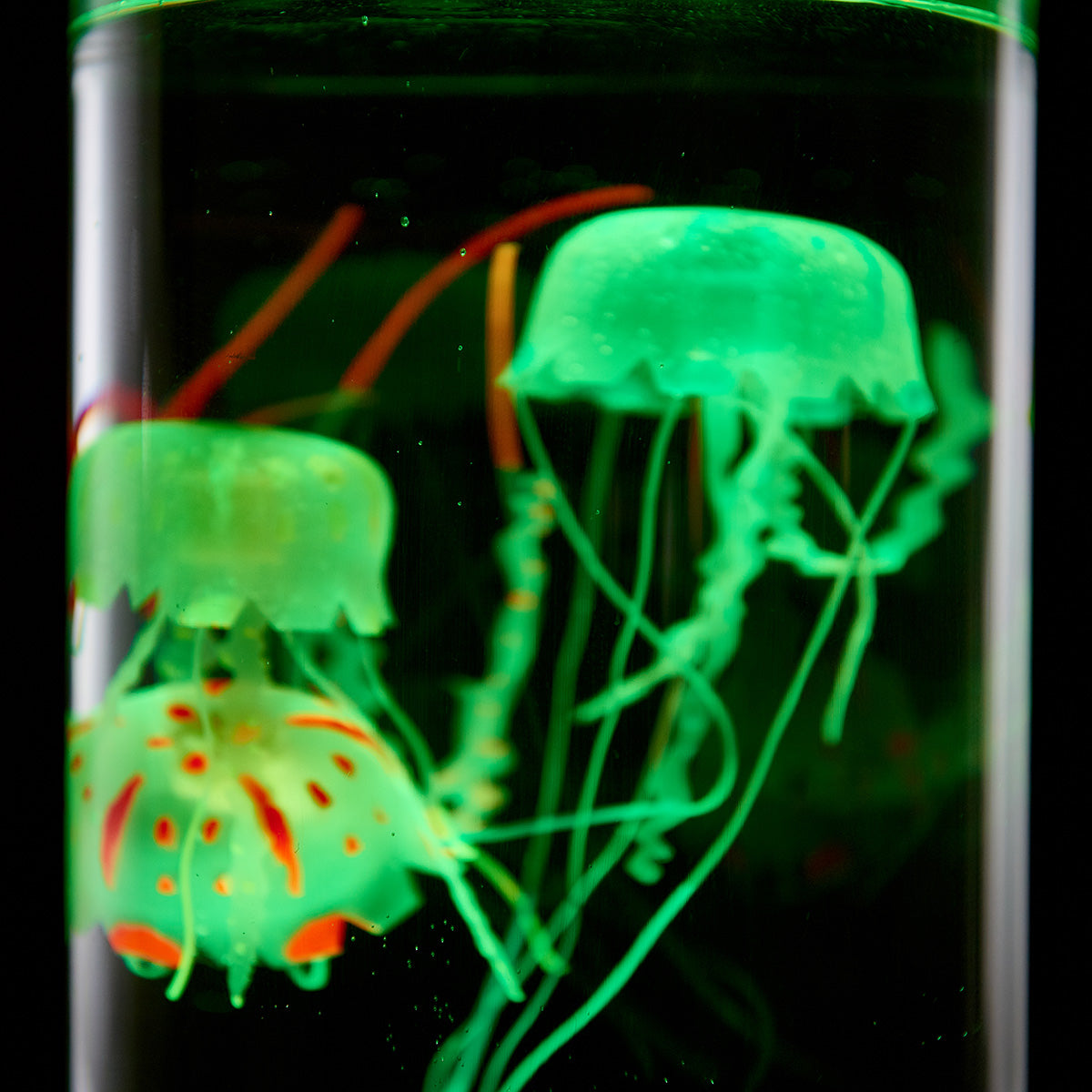Kwallenaquarium