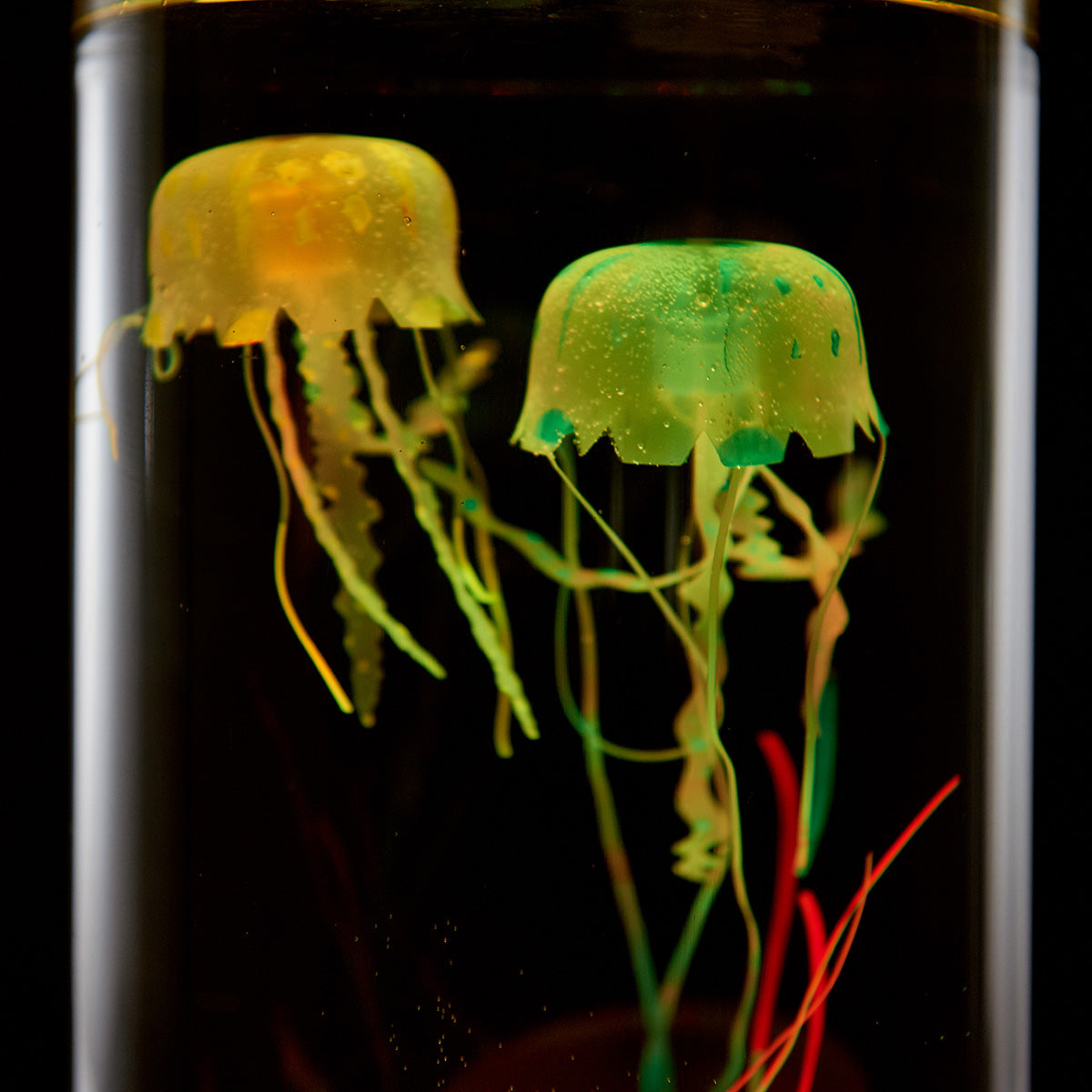 Kwallenaquarium