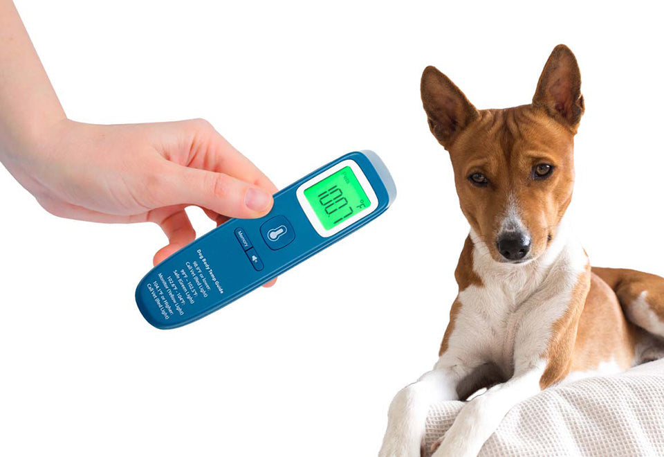Termómetro para perros sin contacto
