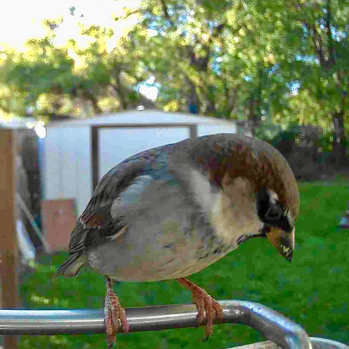 Comedero para pájaros con videocámara