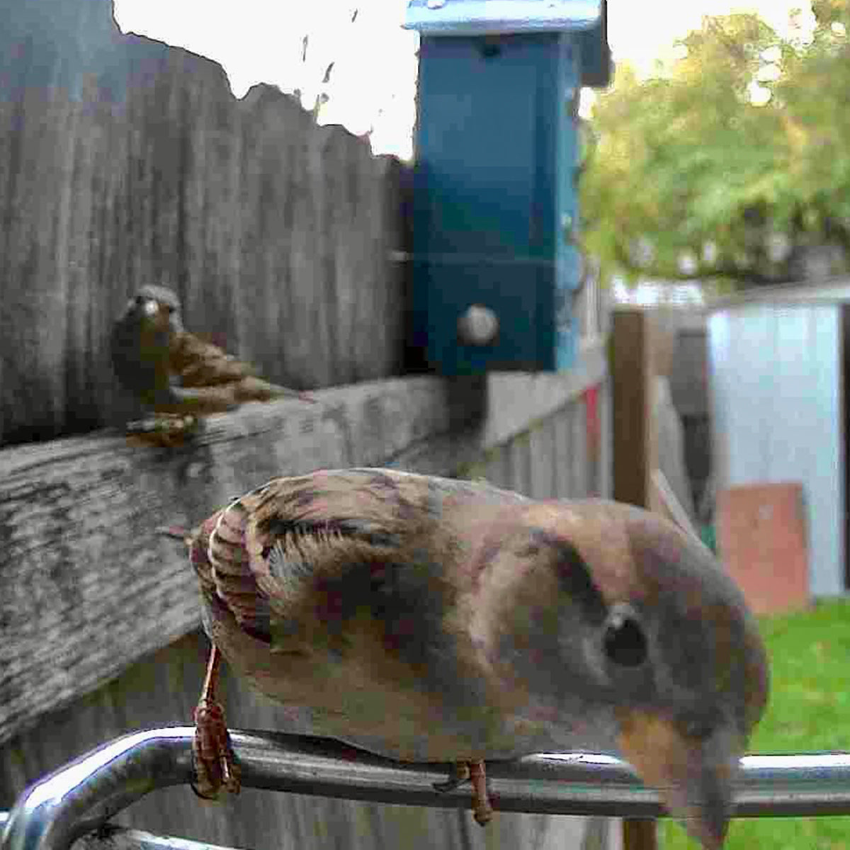 Comedero para pájaros con videocámara