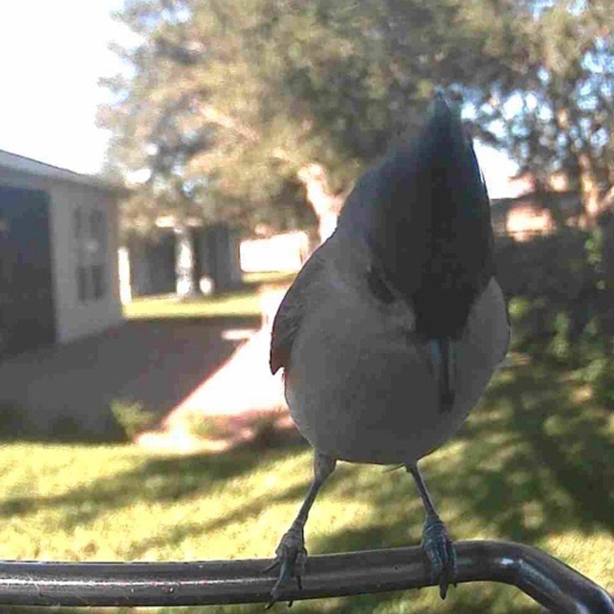 Comedero para pájaros con videocámara