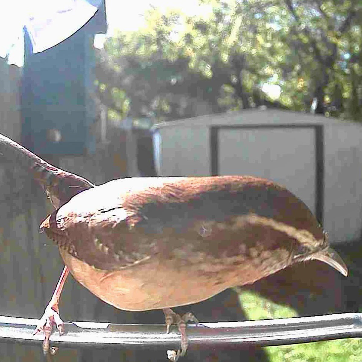 Comedero para pájaros con videocámara