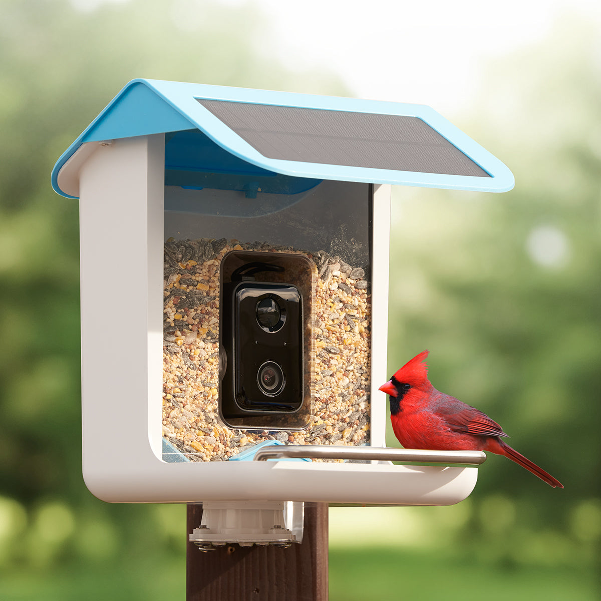 Comedero para pájaros con videocámara