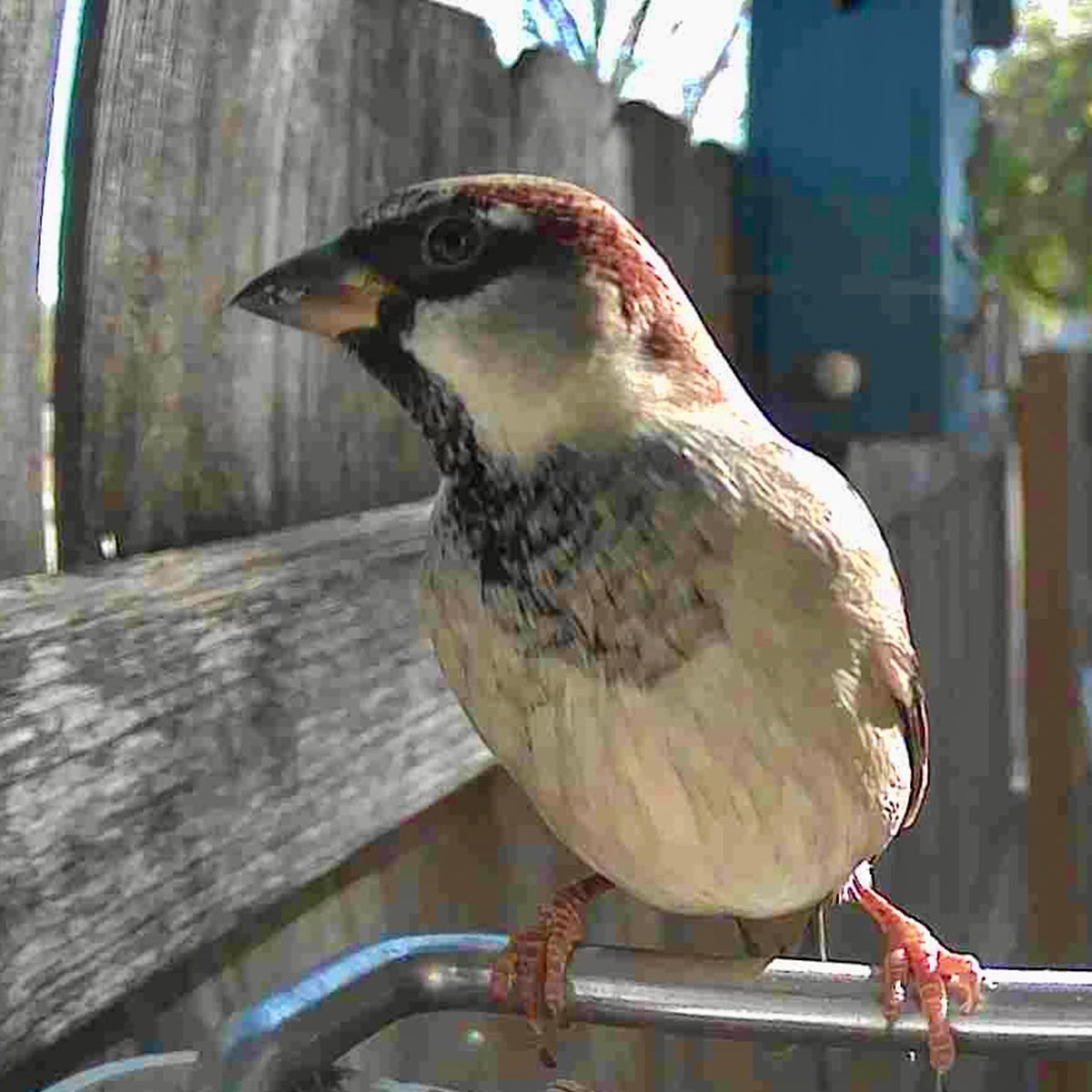 Comedero para pájaros con videocámara
