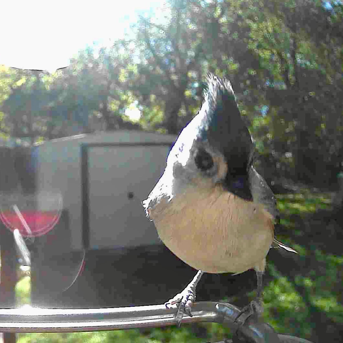 Comedero para pájaros con videocámara