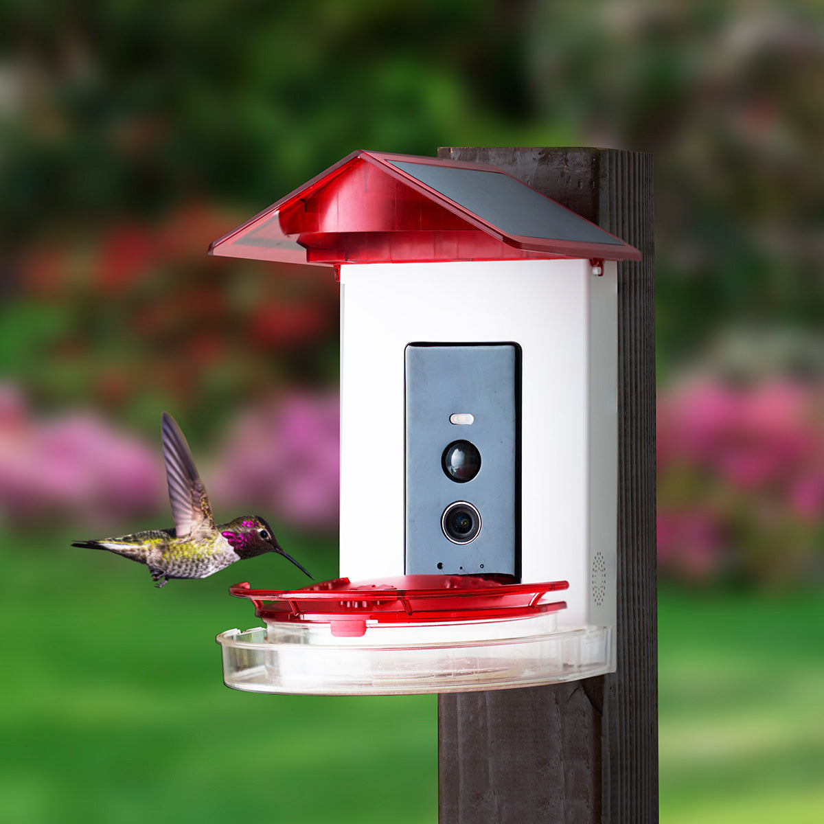 Kolibrie-voederbak met videocamera