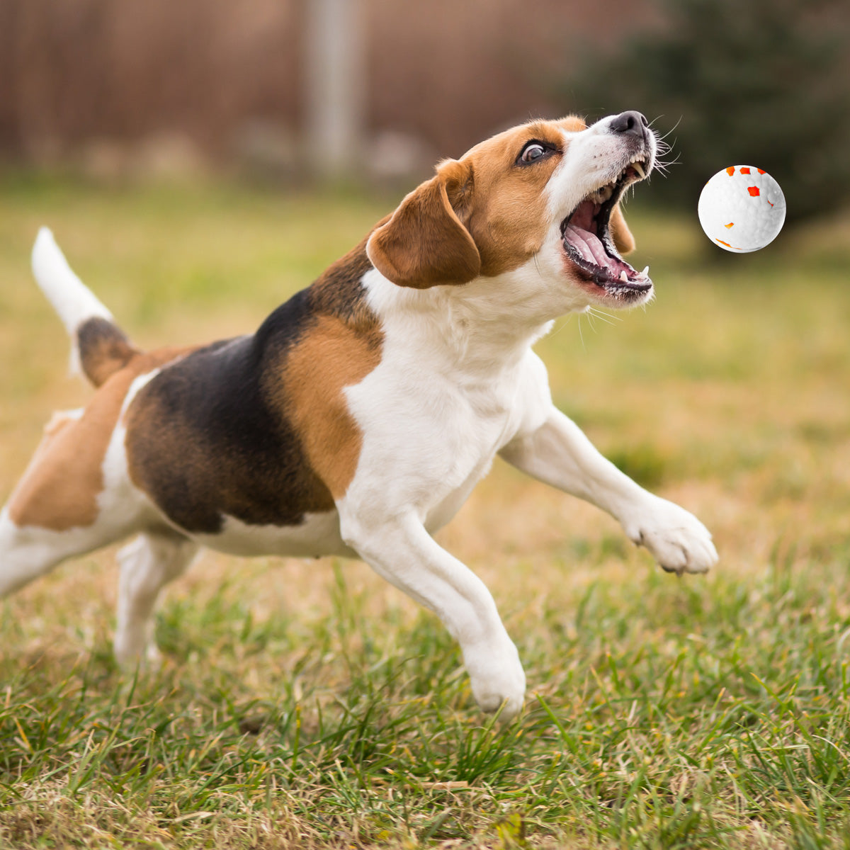 Tennis Ball Launcher for Dogs