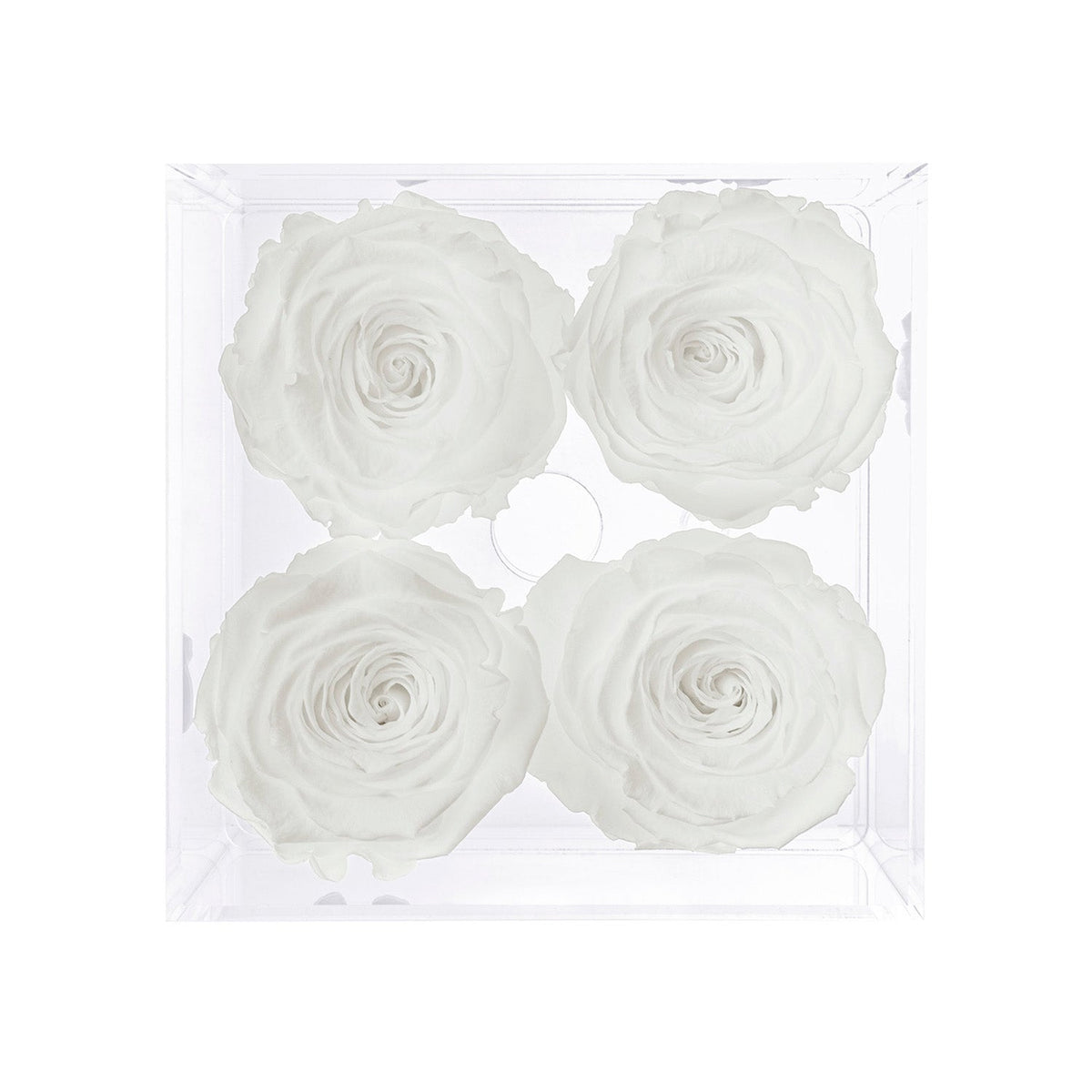Konservierte Rosen (4 Stiele)