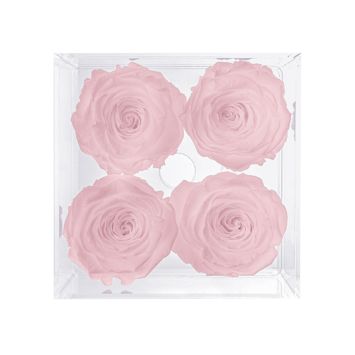 Konservierte Rosen (4 Stiele)