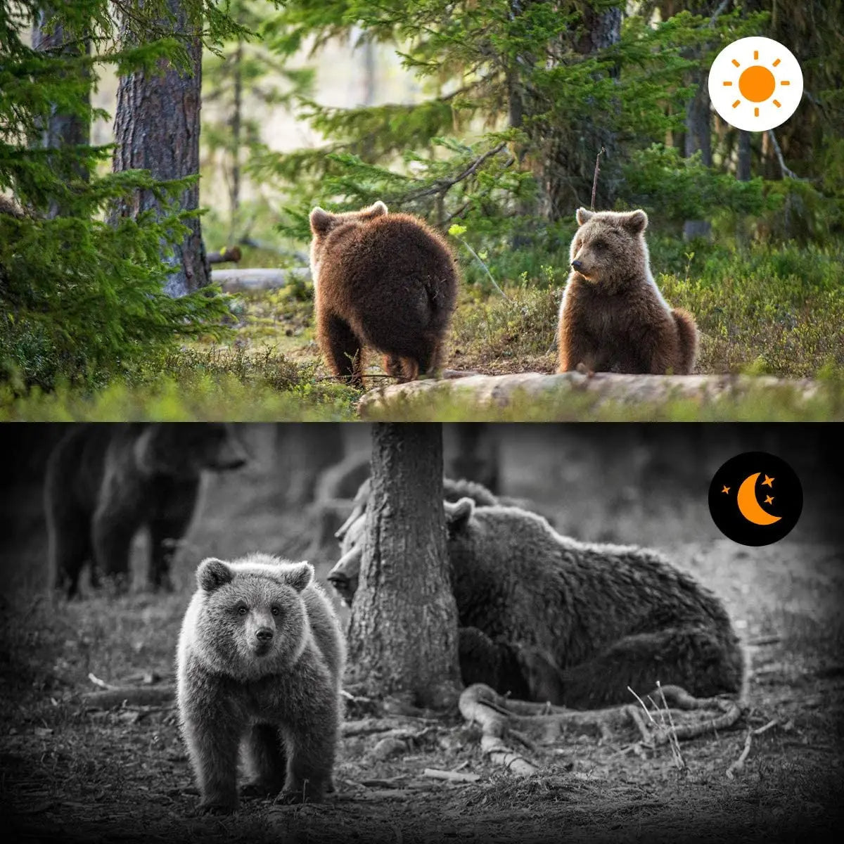 Fortschrittliche Nachtsicht-Wildkamera