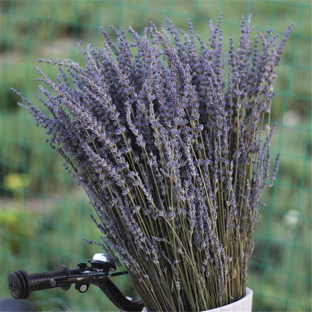 Gedroogde Lavendelbossen voor Huisdecoratie & Aromatherapie | Geurende Bloemenstelen voor Zakjes, Potpourri, Bruiloftsarrangementen | Rustieke Boerderijstijl | Thomler