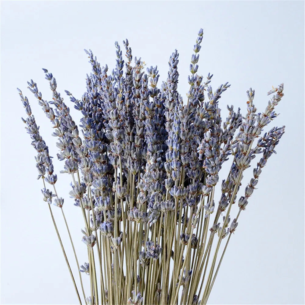 Gedroogde Lavendelbossen voor Huisdecoratie & Aromatherapie | Geurende Bloemenstelen voor Zakjes, Potpourri, Bruiloftsarrangementen | Rustieke Boerderijstijl | Thomler