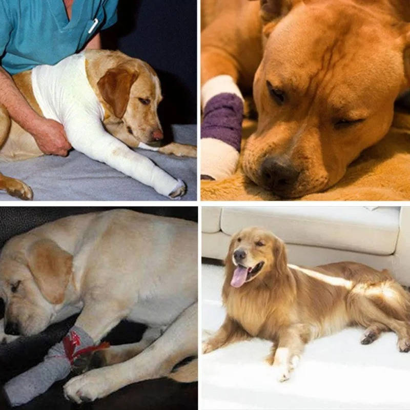 Orthopedische braces voor honden