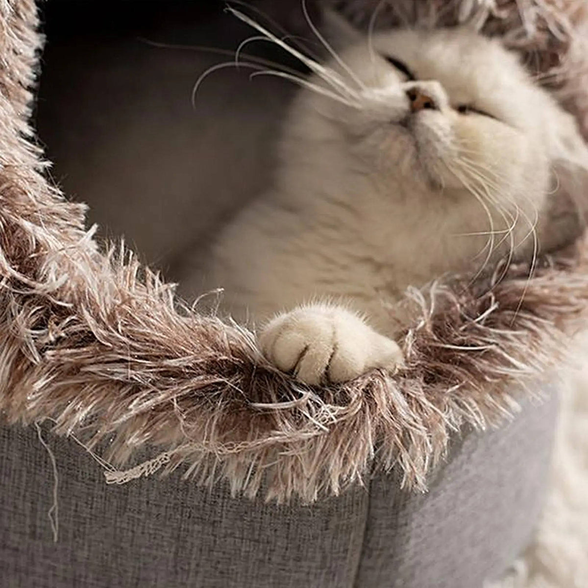 Wintermand voor katten