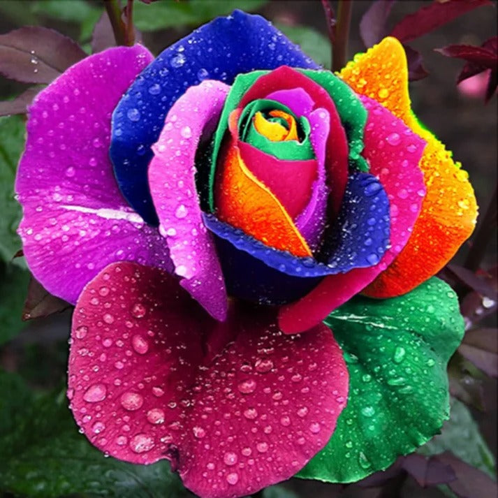 Regenbogenrosensamen