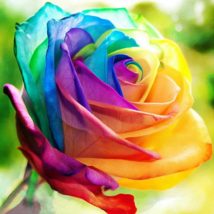 Regenbogenrosensamen