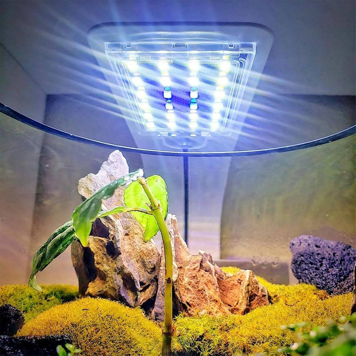 Slimme led-aquariumverlichting voor waterplanten